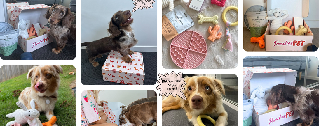 peaches-pet-banner